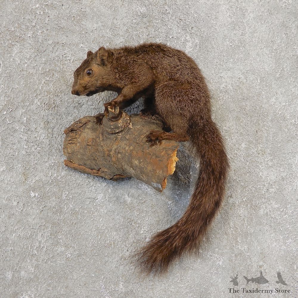 Grey Squirrel Life-Size Mount For Sale #21158 @ The Taxidermy Store