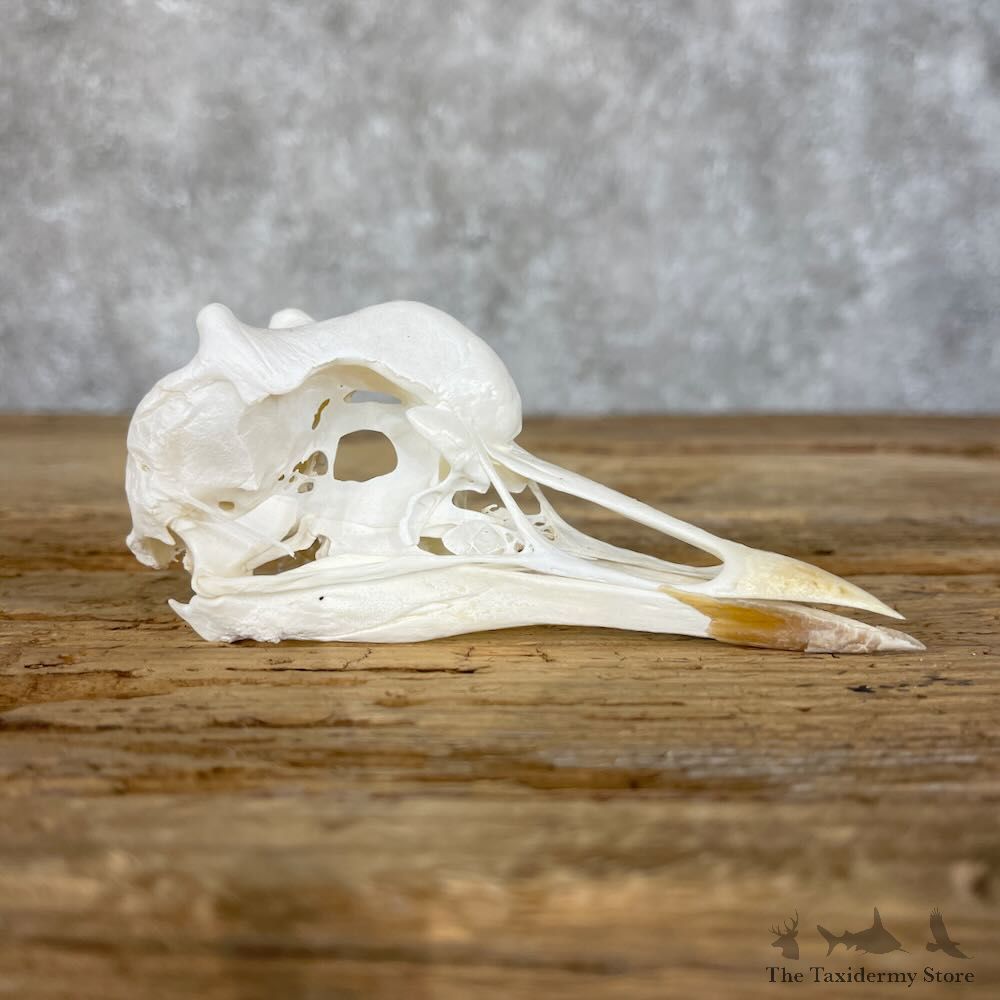 African Crowned Crane Skull Mount For Sale #28510 @ The Taxidermy Store