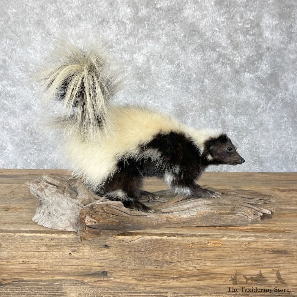 Hooded Skunk Taxidermy Mount For Sale #28229 @ The Taxidermy Store