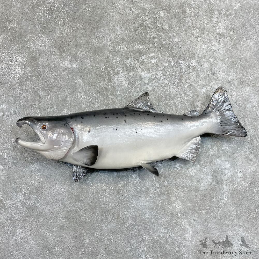Coho Salmon Fish Mount For Sale #27517 @ The Taxidermy Store