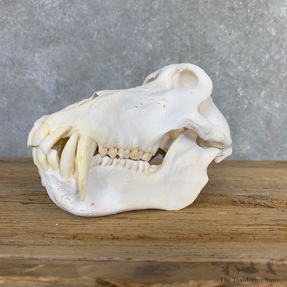 Chacma Baboon Taxidermy Full Skull Mount #21221 For Sale @The Taxidermy Store