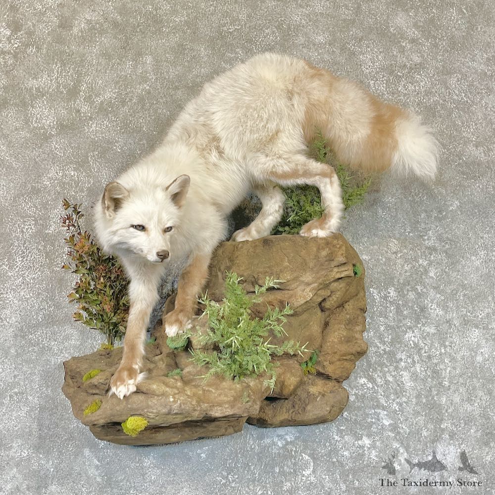 Silver Marble Fox Life-Size Taxidermy Mount For Sale #26596 @ The Taxidermy Store