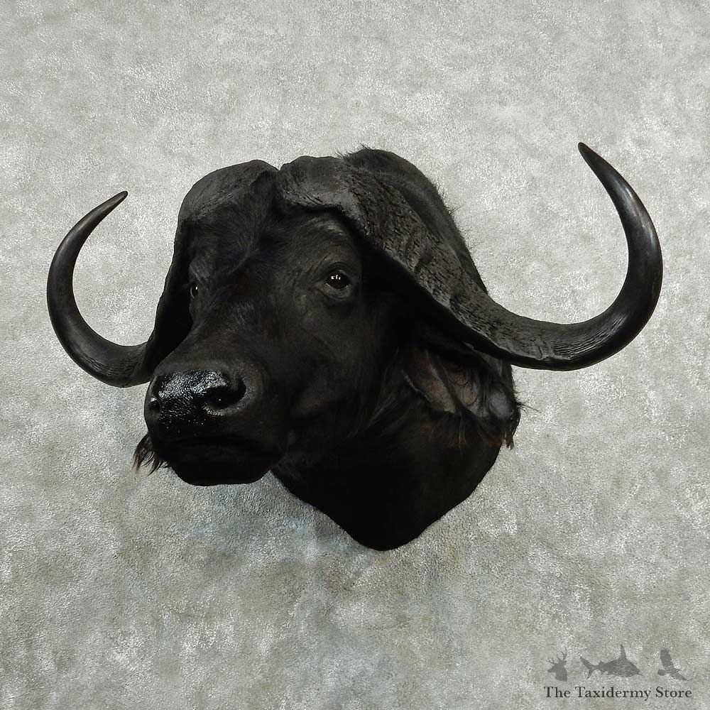 African Cape Buffalo Shoulder Mount #13798 For Sale @ The Taxidermy Store