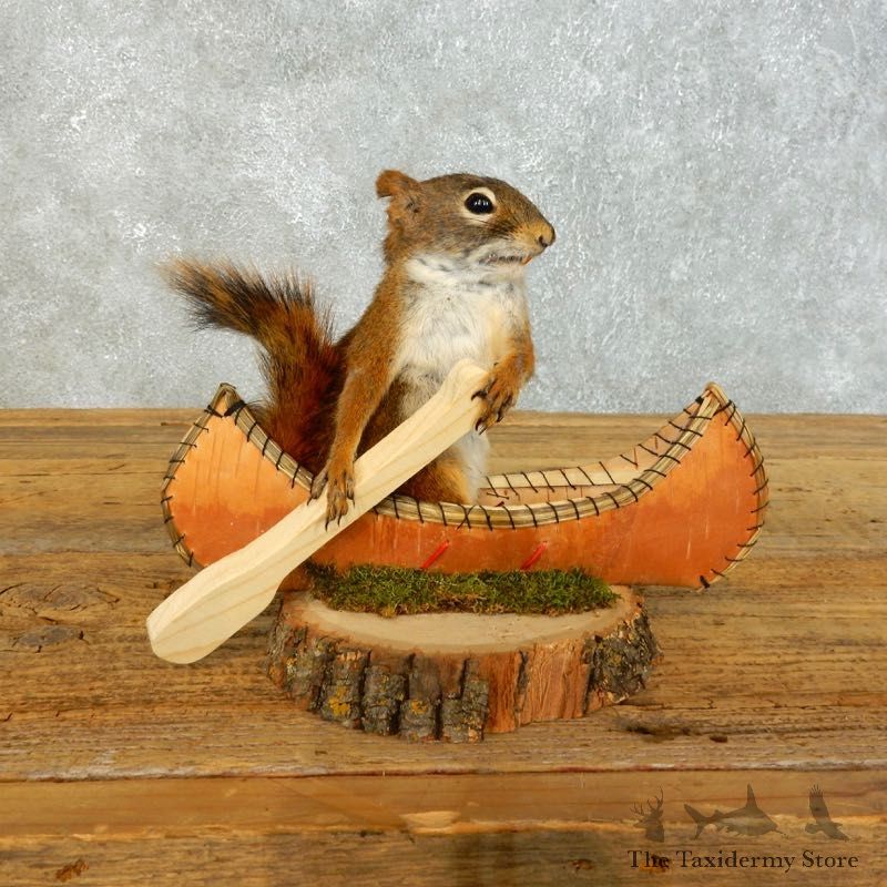Canoe Red Squirrel Novelty Mount For Sale #18482 @ The Taxidermy Store