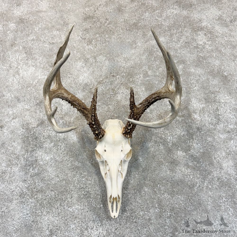 Whitetail Deer Skull European Mount For Sale #30129 @ The Taxidermy Store