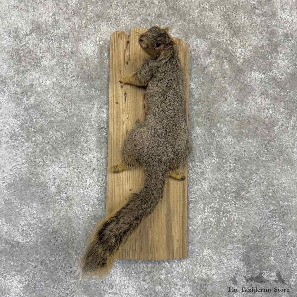 Fox Squirrel Life Size Mount For Sale #32253 @ The Taxidermy Store