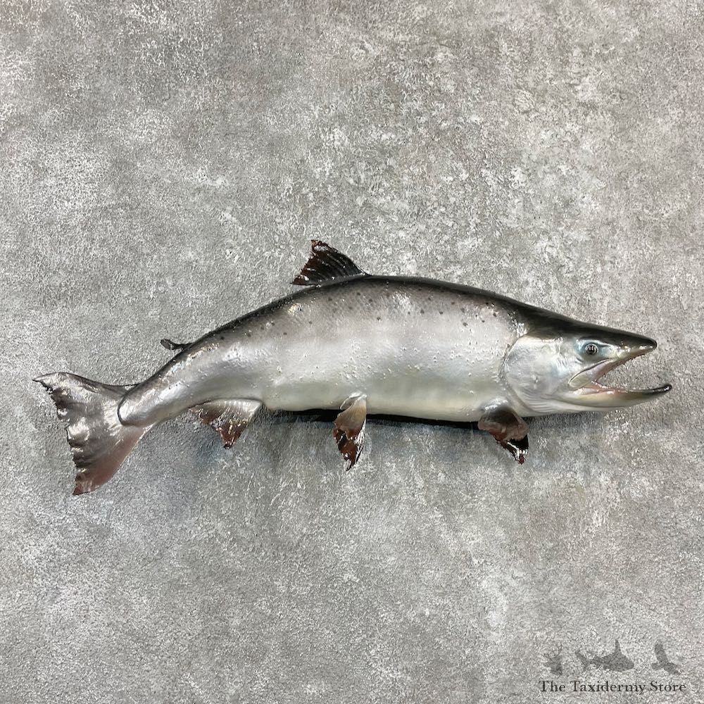 Coho Salmon Fish Mount For Sale #26152 @ The Taxidermy Store