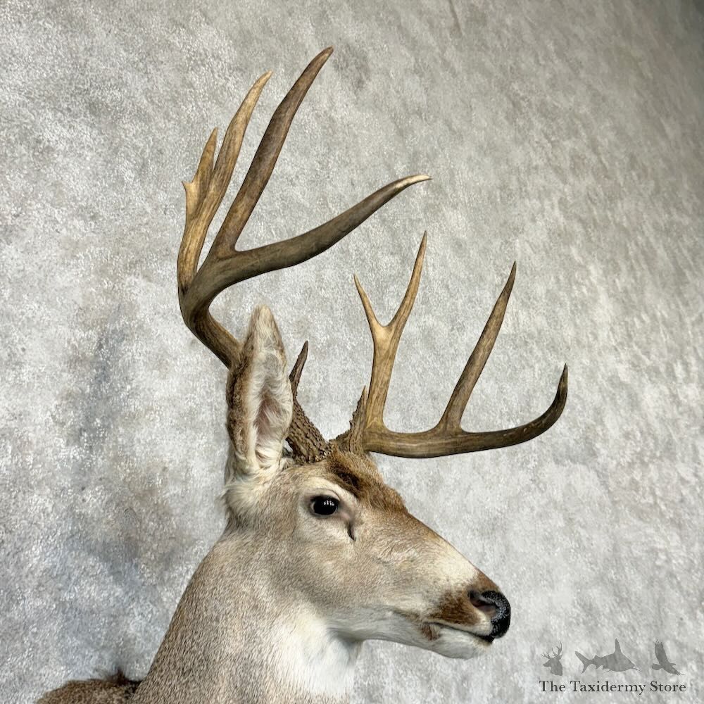 Mule Deer Shoulder Mount For Sale #29157 @ The Taxidermy Store