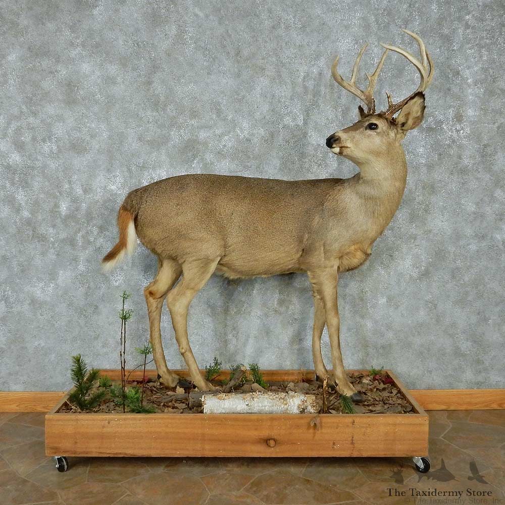 Whitetail Deer Life-Size Mount #13474 For Sale @ The Taxidermy Store