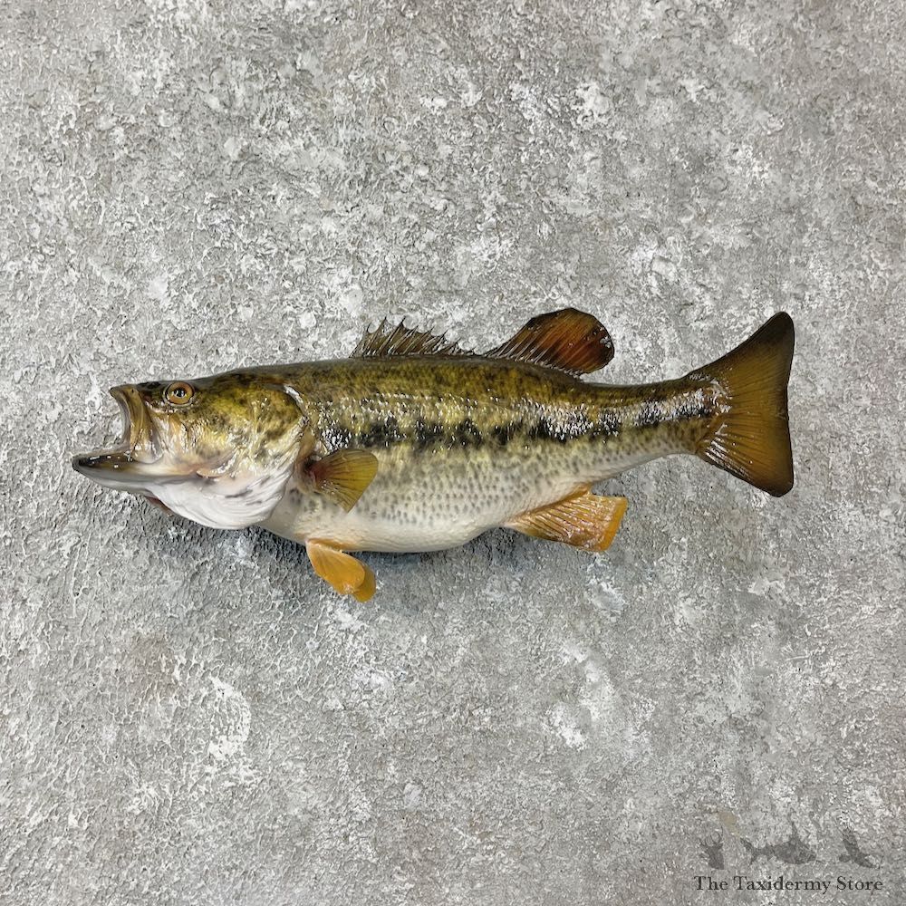 Largemouth Bass Fish Mount For Sale #26140 @ The Taxidermy Store