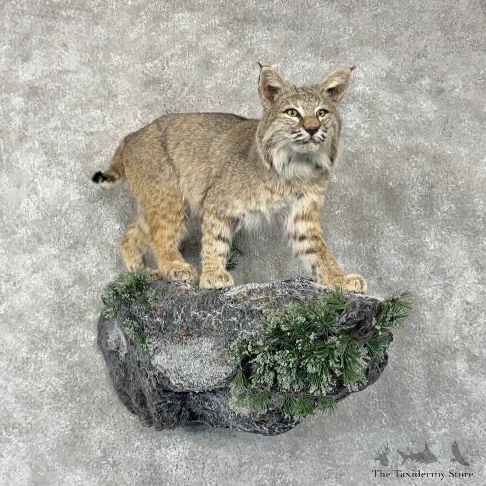 Bobcat Life-Size Mount For Sale #31635 @ The Taxidermy Store