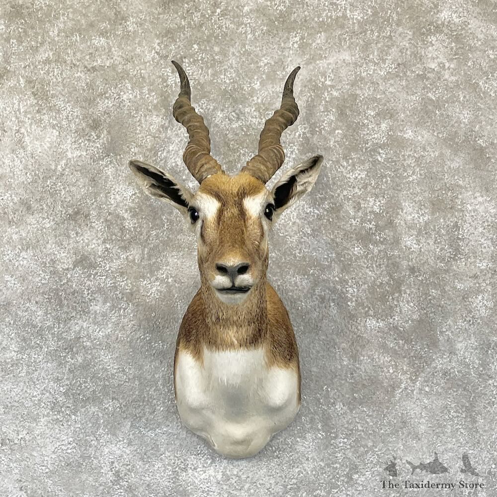 India Blackbuck Shoulder Mount For Sale #28279 @ The Taxidermy Store
