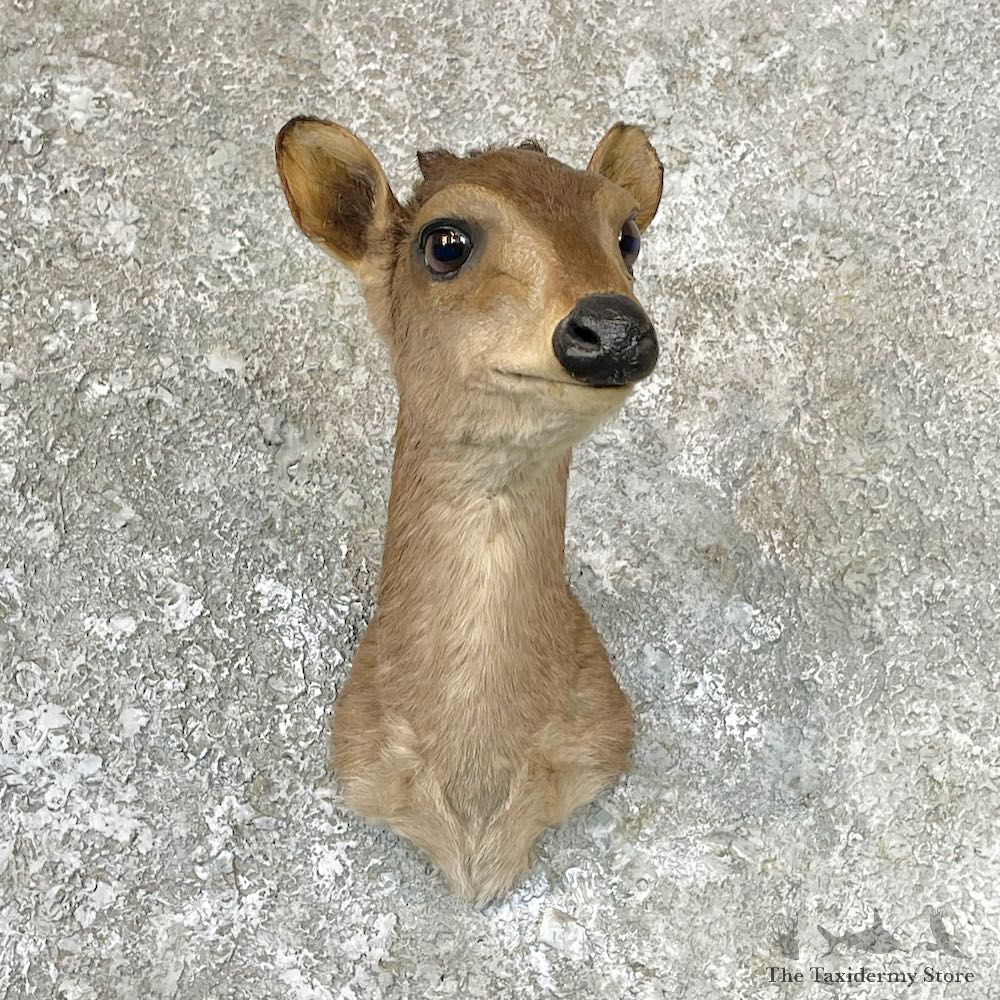 African Blue Duiker Shoulder Mount For Sale #28923 - The Taxidermy Store