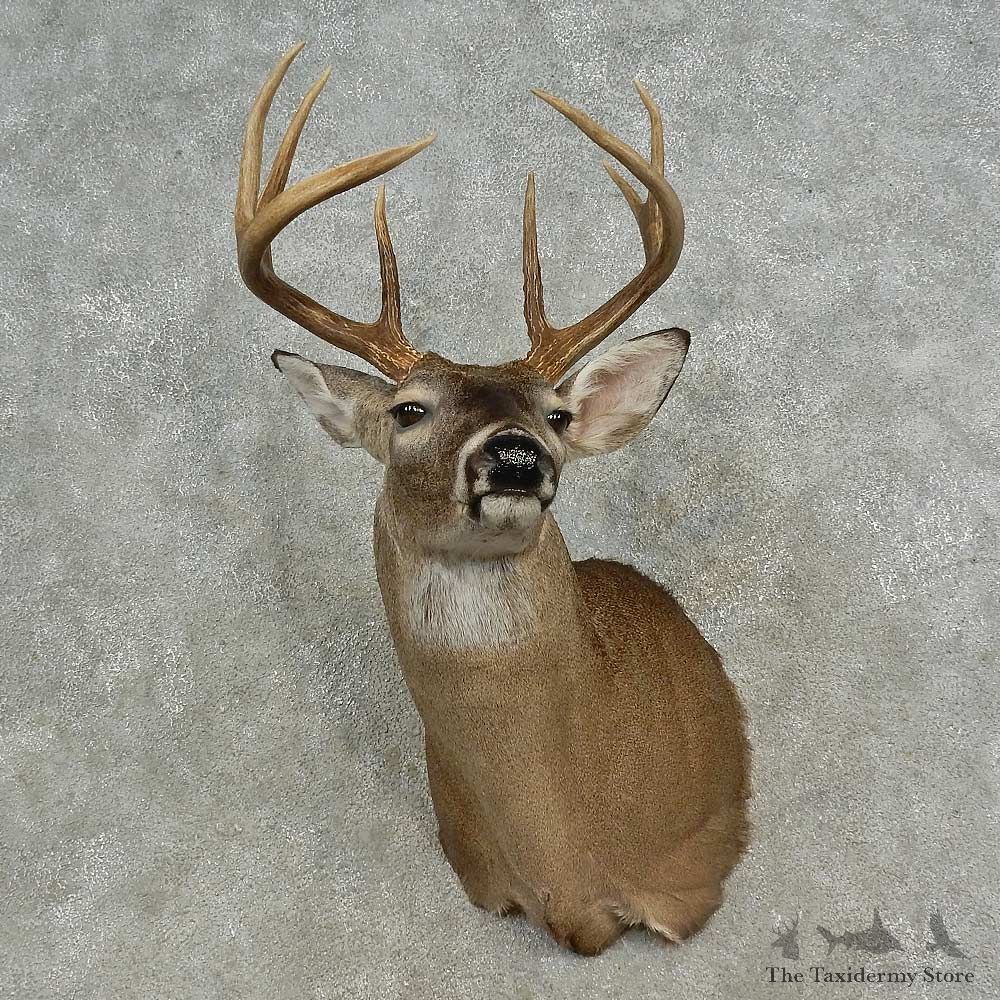 Whitetail Deer Shoulder Mount For Sale #16660 @ The Taxidermy Store