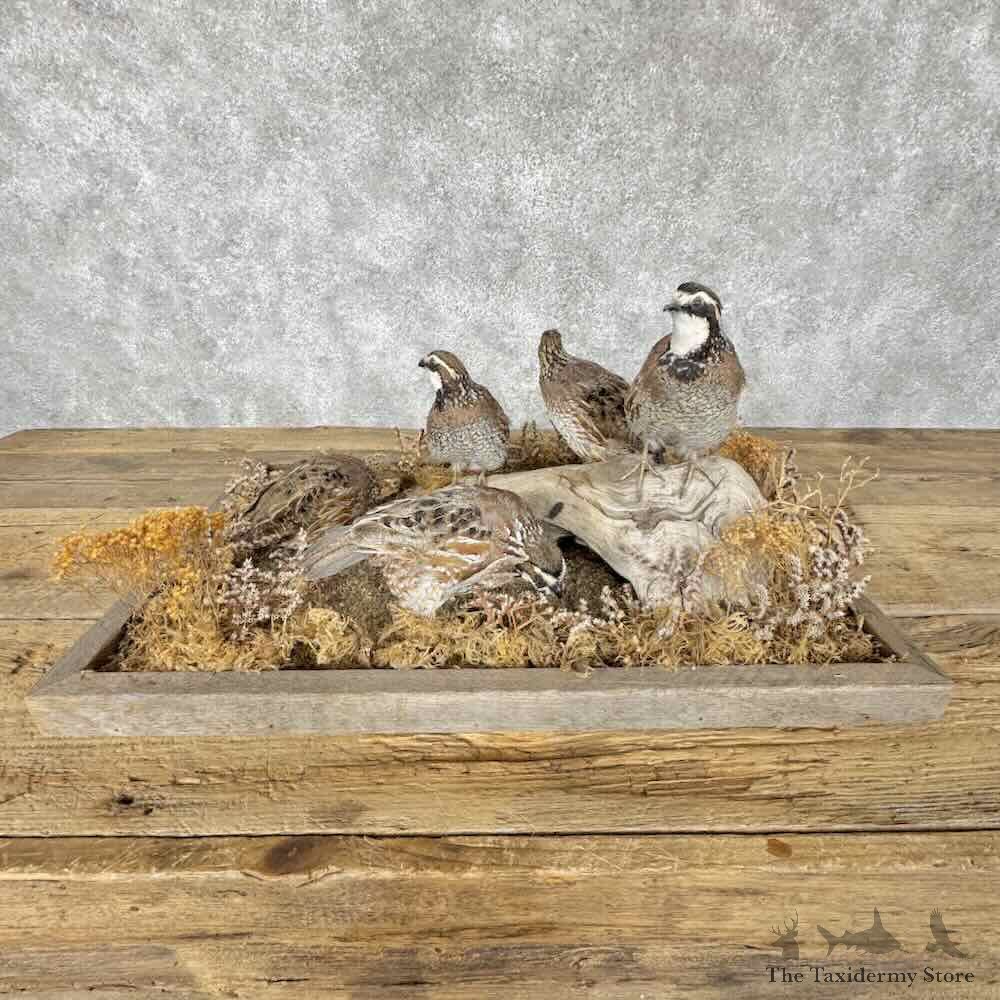 Bobwhite Quail Covey Scene Mount For Sale #31820 @ The Taxidermy Store