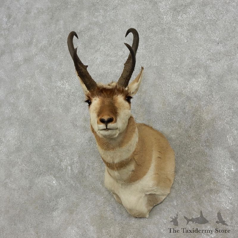 Pronghorn Antelope Shoulder Mount For Sale #17289 @ The Taxidermy-Store