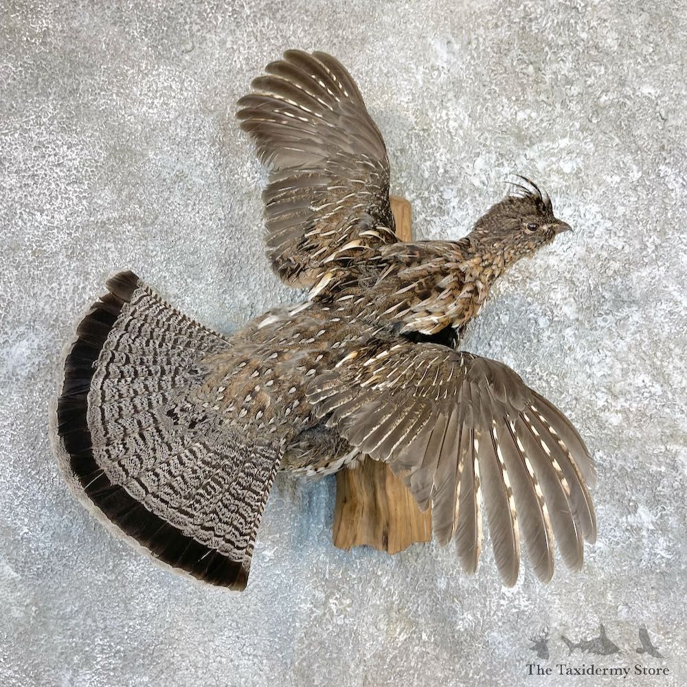 Ruffed Grouse Bird Mount For Sale #26580 @ The Taxidermy Store