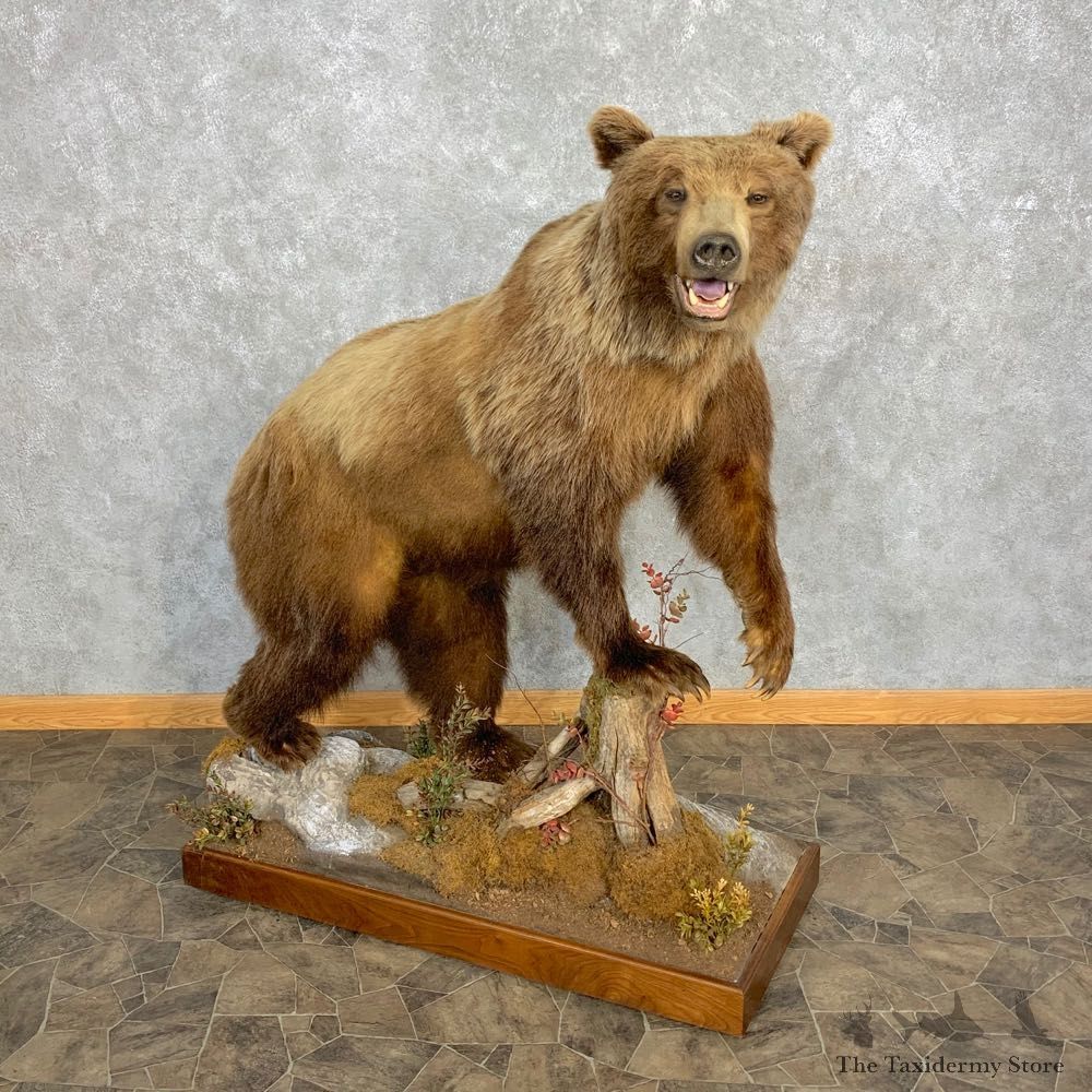 Mountain Grizzly Bear Life Size Mount For Sale #23301 @ The Taxidermy Store