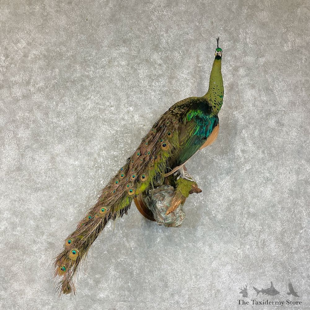 Green Indian Peacock Bird Mount For Sale #25626 @ The Taxidermy Store