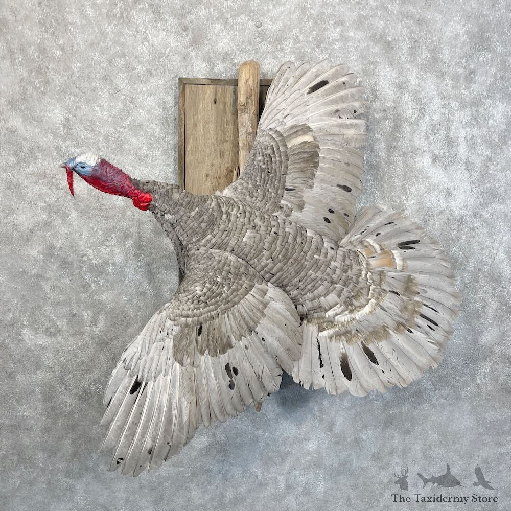 Blue Slate Turkey Bird Mount For Sale #28504 @ The Taxidermy Store