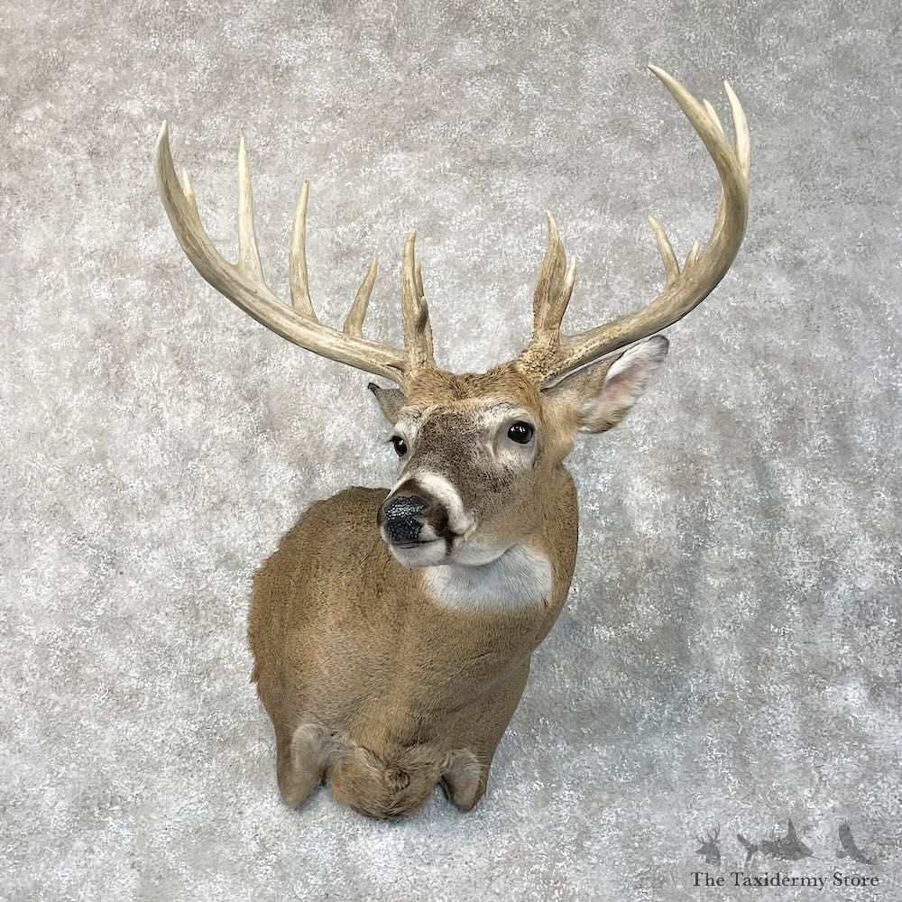Whitetail Deer Shoulder Mount For Sale #28423 @ The Taxidermy Store
