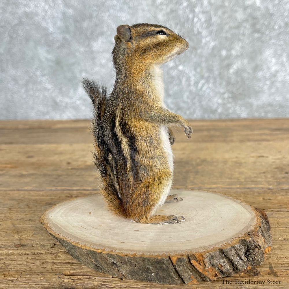 Chipmunk Life-Size Mount For Sale #24078 @ The Taxidermy Store