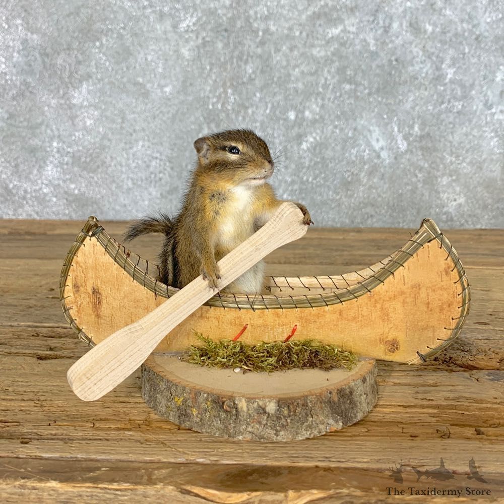 Canoe Chipmunk Novelty Mount For Sale #22607 @ The Taxidermy Store