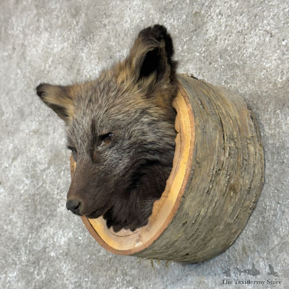 Silver Fox Head Mount For Sale #29692 @ The Taxidermy Store
