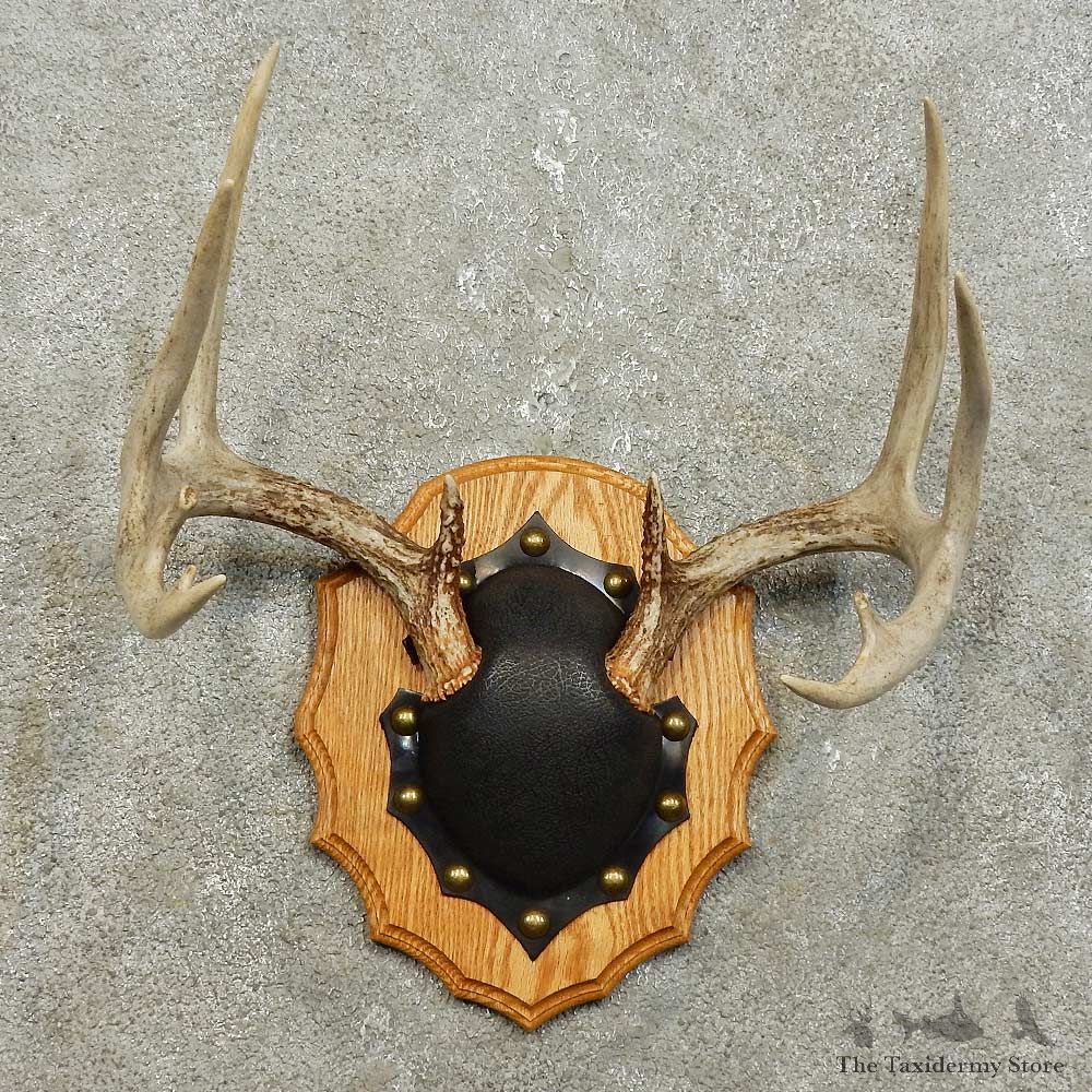 Whitetail Deer Antler Plaque Mount For Sale #15854 @ The Taxidermy Store