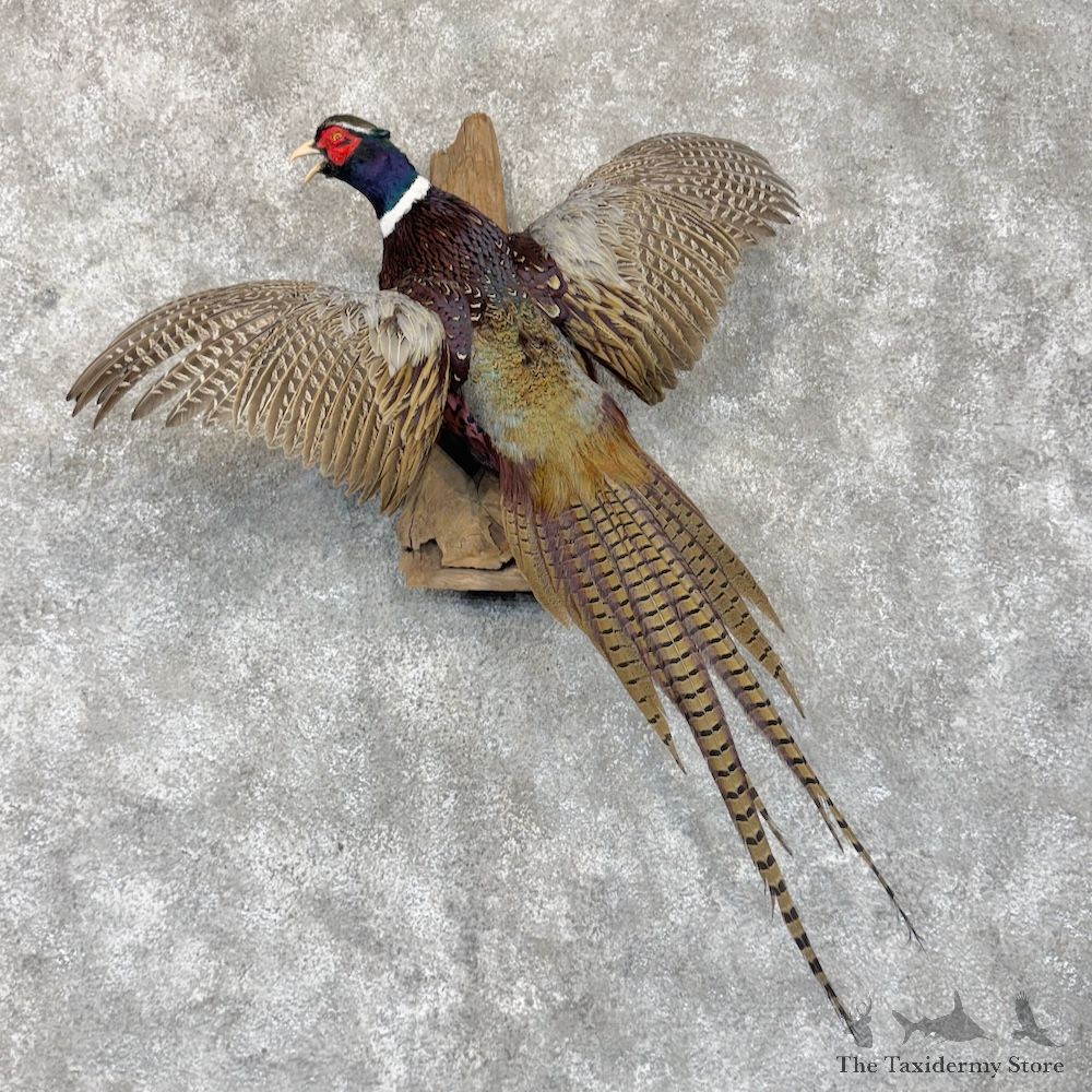 Ringneck Pheasant Bird Mount For Sale #30160 @ The Taxidermy Store