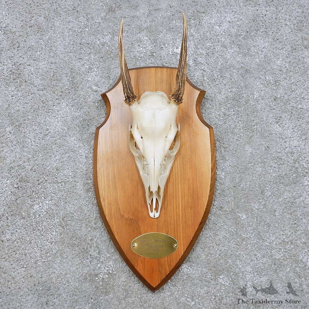 Brocket Deer Skull & Antler European Mount For Sale #14443 @ The Taxidermy Store