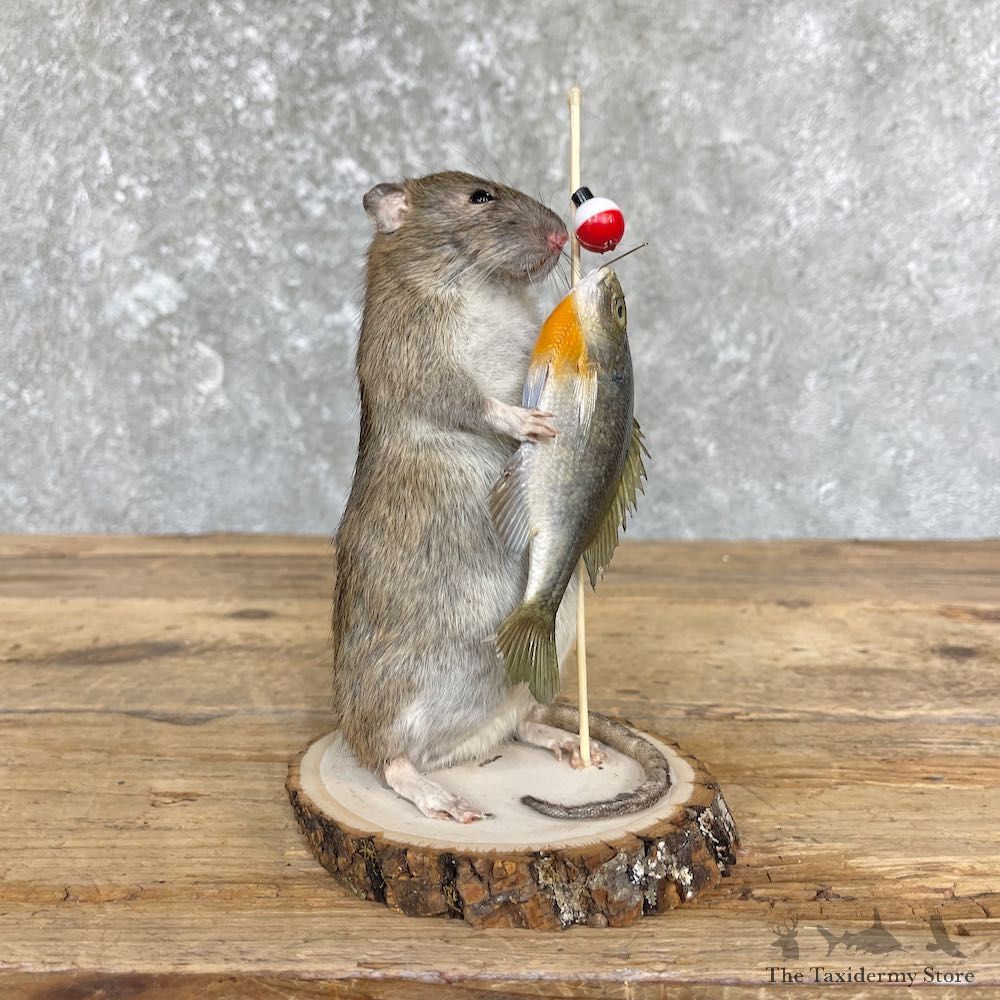 Fishing Rat Novelty Mount For Sale #26380 @ The Taxidermy Store