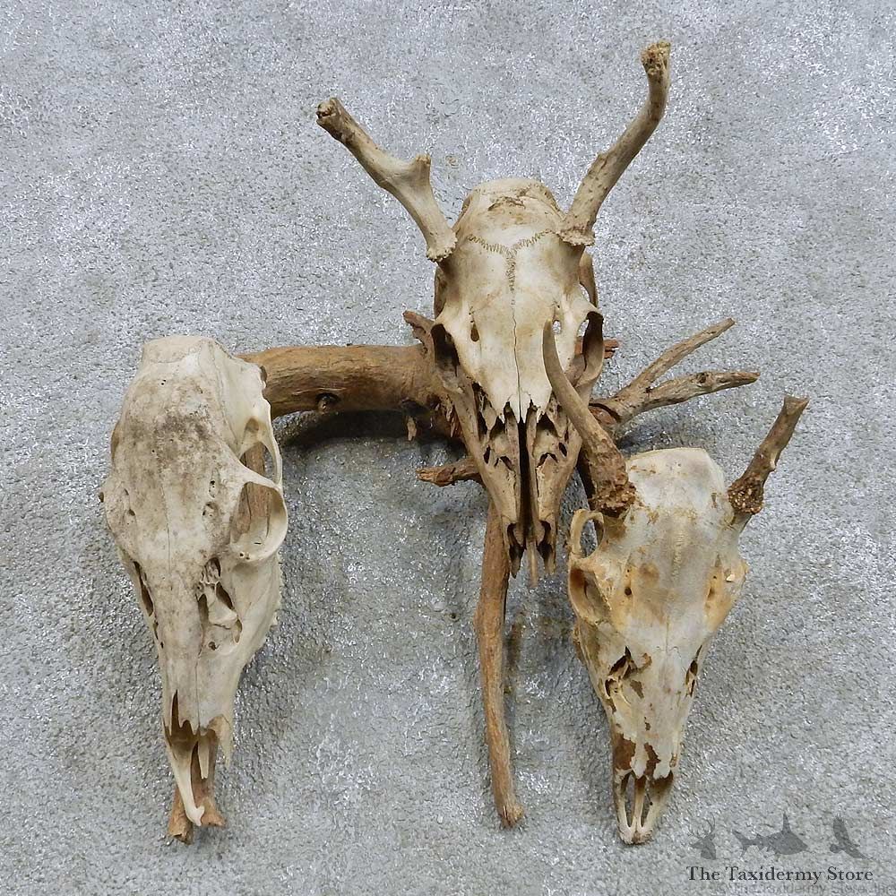 Whitetail Deer Skull Set Mount For Sale #15871 @ The Taxidermy Store