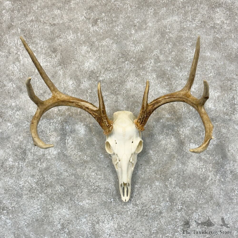Whitetail Deer Skull European Mount For Sale #28792 @ The Taxidermy Store