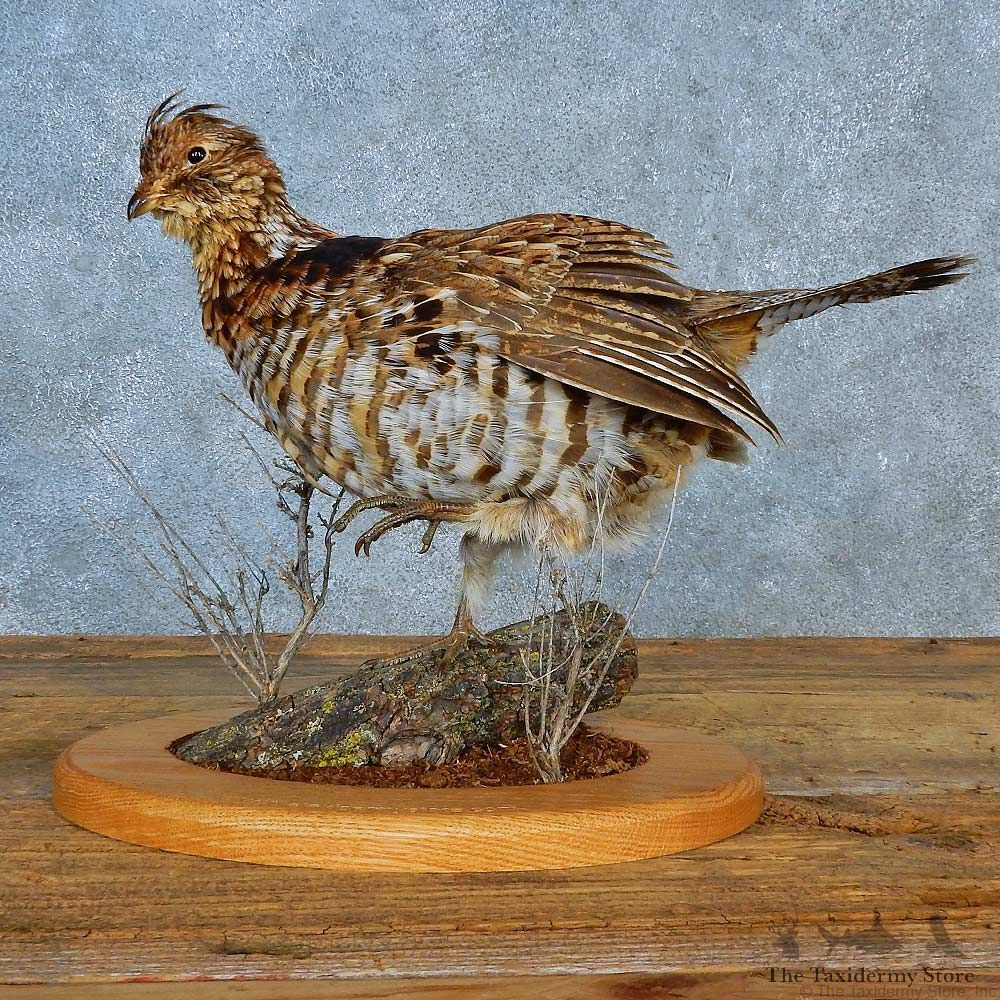 Ruffed Grouse Bird Mount For Sale #15566 @ The Taxidermy Store