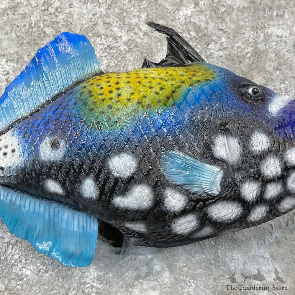 Clown Triggerfish Taxidermy Mount For Sale #27814 @ The Taxidermy Store