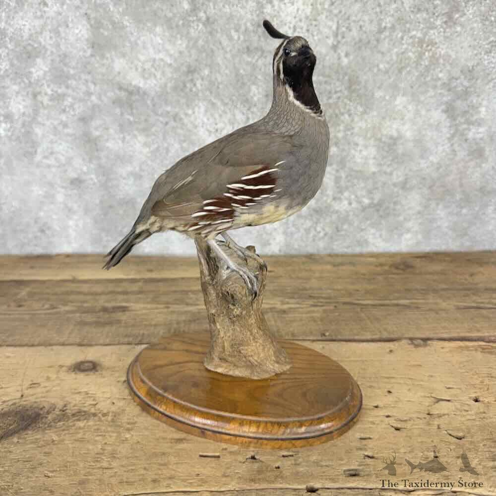 California Quail Bird Mount For Sale #32284 @ The Taxidermy Store