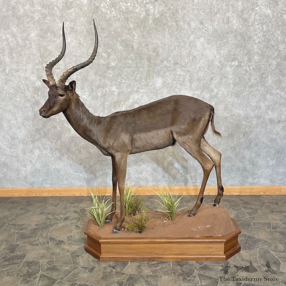 Chocolate Black Impala Life Size Mount For Sale #27726 @ The Taxidermy Store