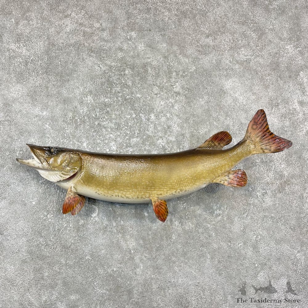 Musky Taxidermy Fish Mount For Sale #26122 @ The Taxidermy Store