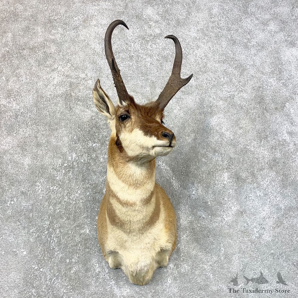 Pronghorn Antelope Shoulder Mount For Sale #23993 @ The Taxidermy-Store