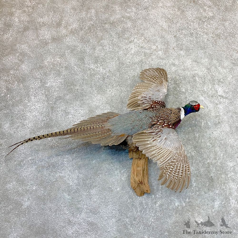 Ringneck Pheasant Bird Mount For Sale #22976 @ The Taxidermy Store
