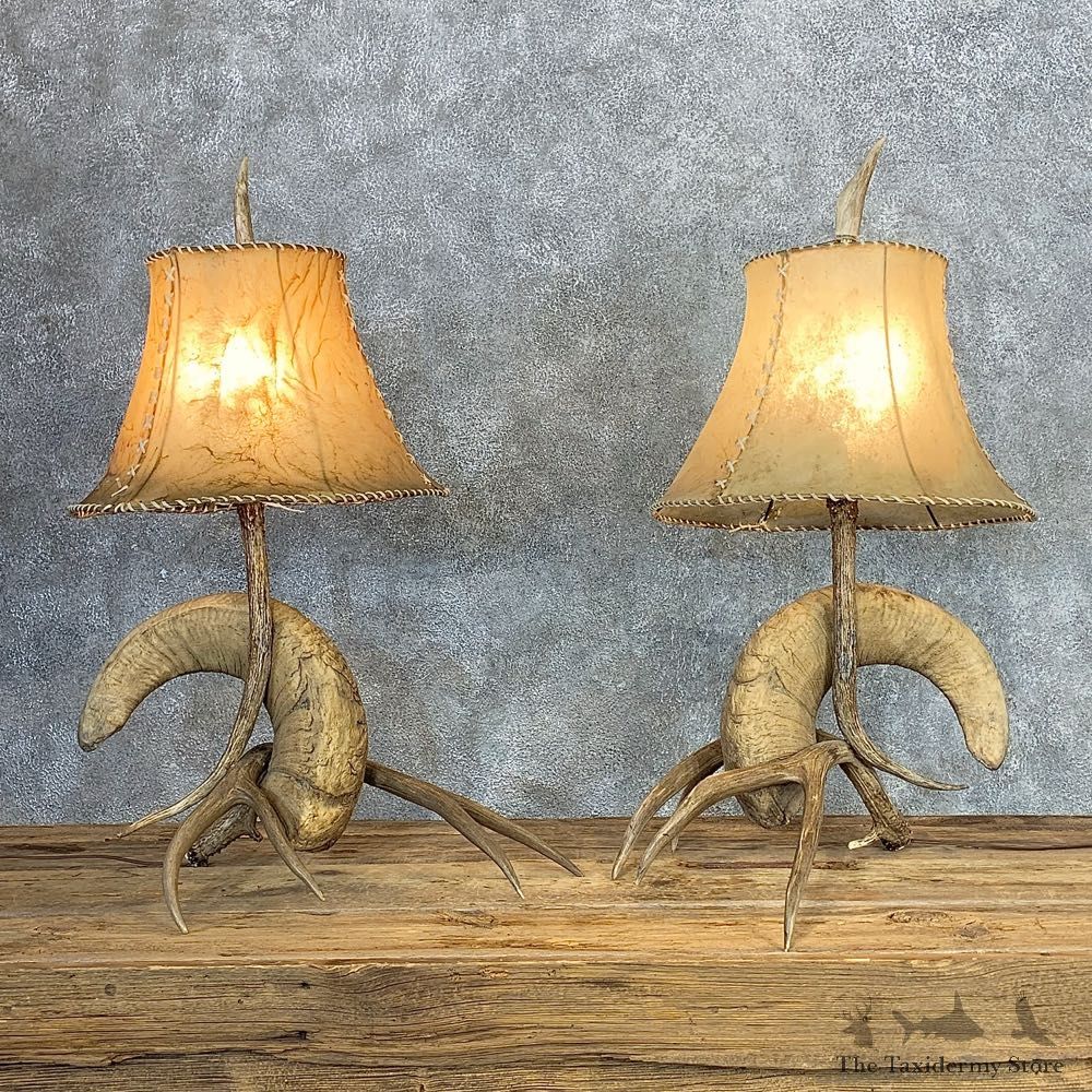 Bighorn Sheep Horn Lamp Set For Sale #21281 @ The Taxidermy Store