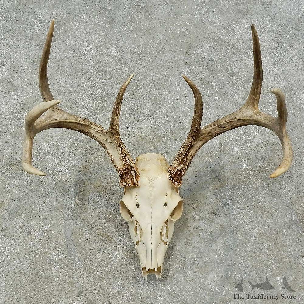 Whitetail Deer Skull European Mount For Sale #16246 @ The Taxidermy Store