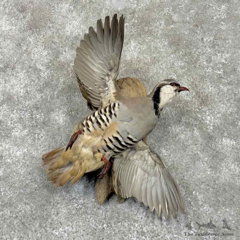 Chukar Partridge Bird Mount For Sale #31705 @ The Taxidermy Store
