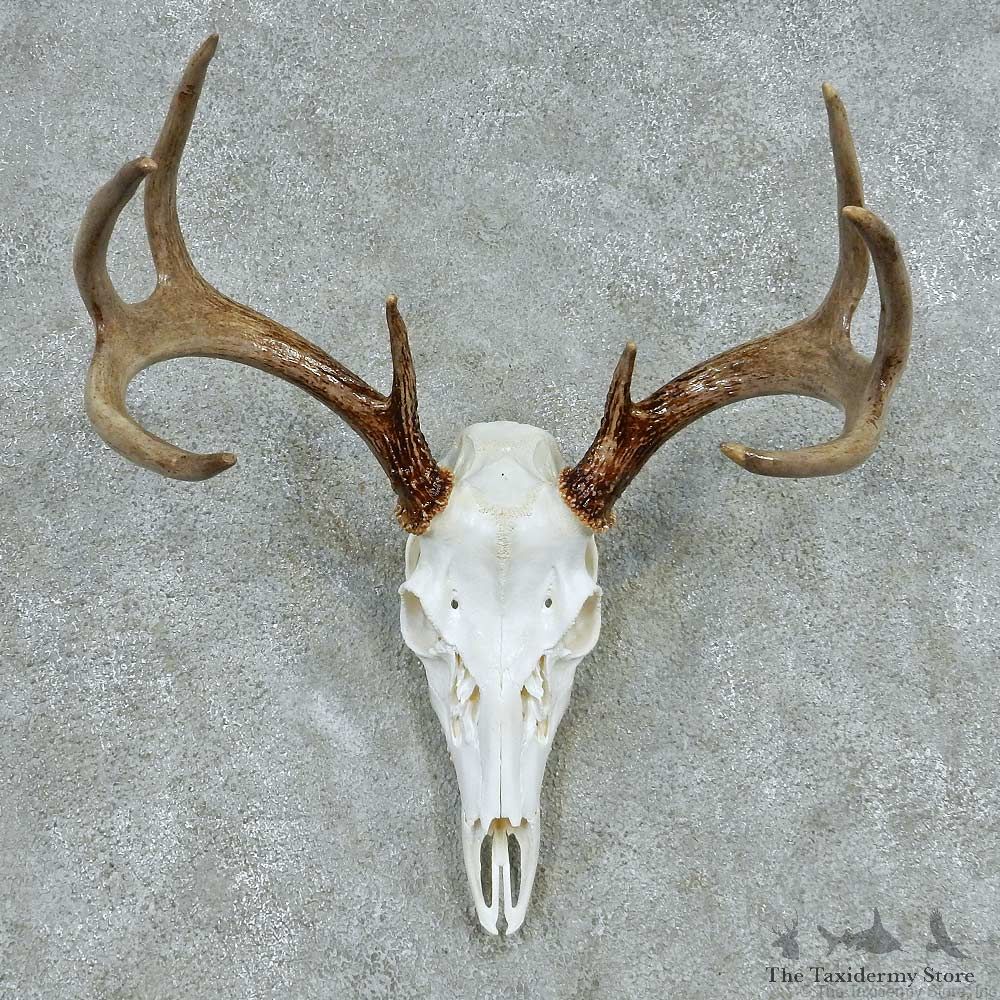 Whitetail Deer Skull & Antler European Mount #13487 For Sale @ The Taxidermy Store