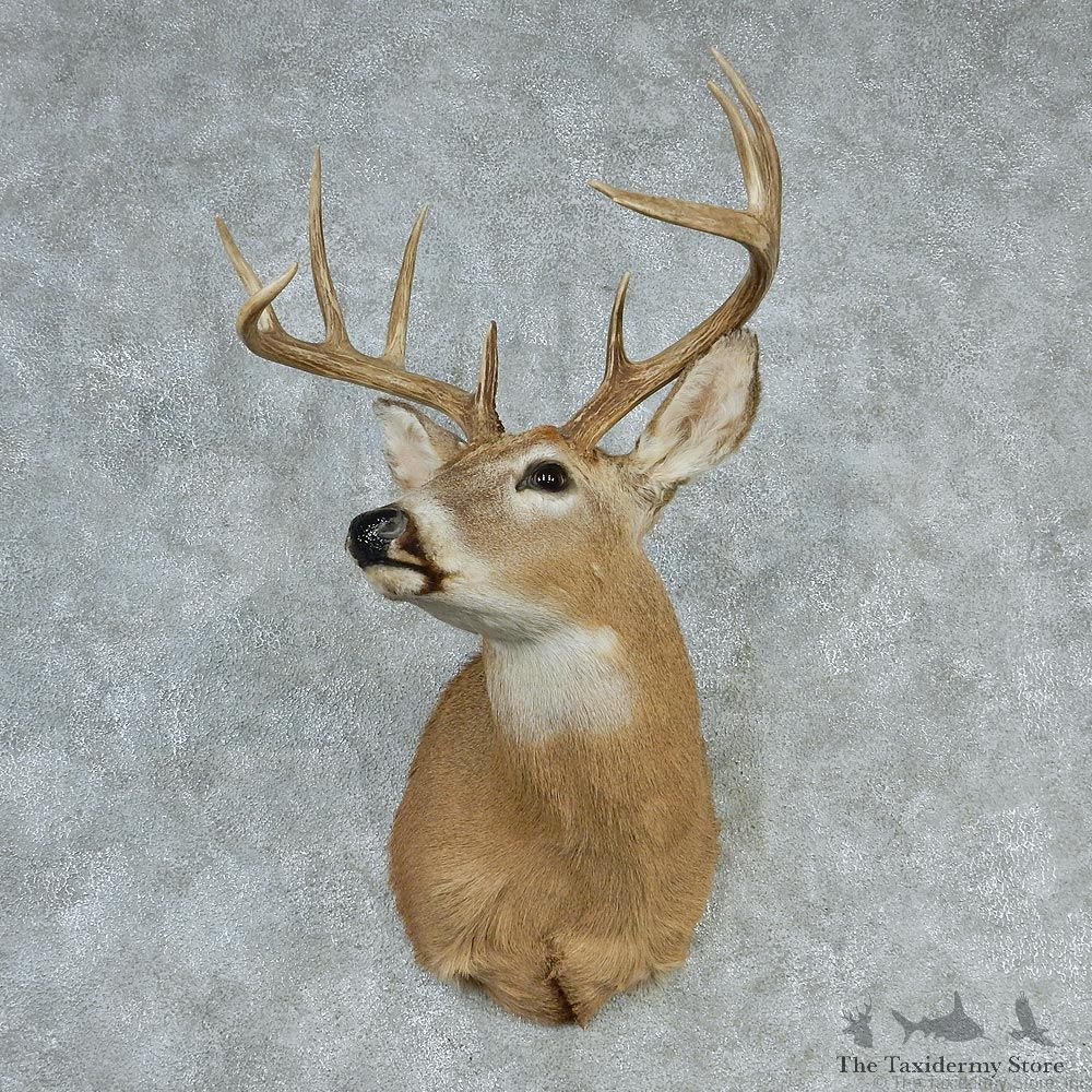 Whitetail Deer Shoulder Taxidermy Head Mount #12737 For Sale @ The Taxidermy Store