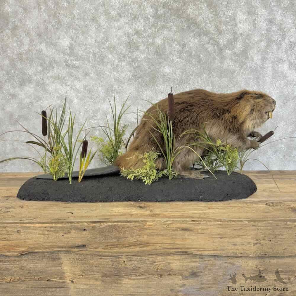 North American Beaver Mount For Sale #31145 @ The Taxidermy Store