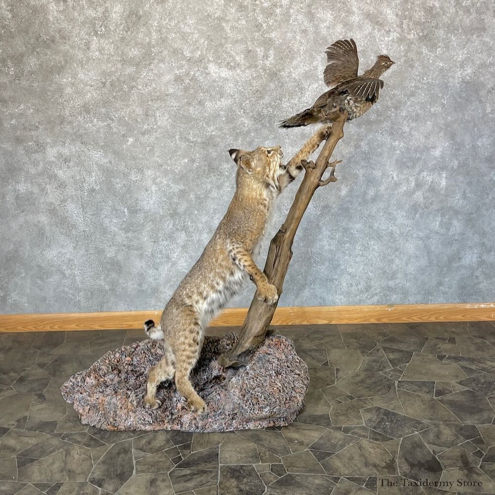 Bobcat Life-Size Mount For Sale #28317 @ The Taxidermy Store