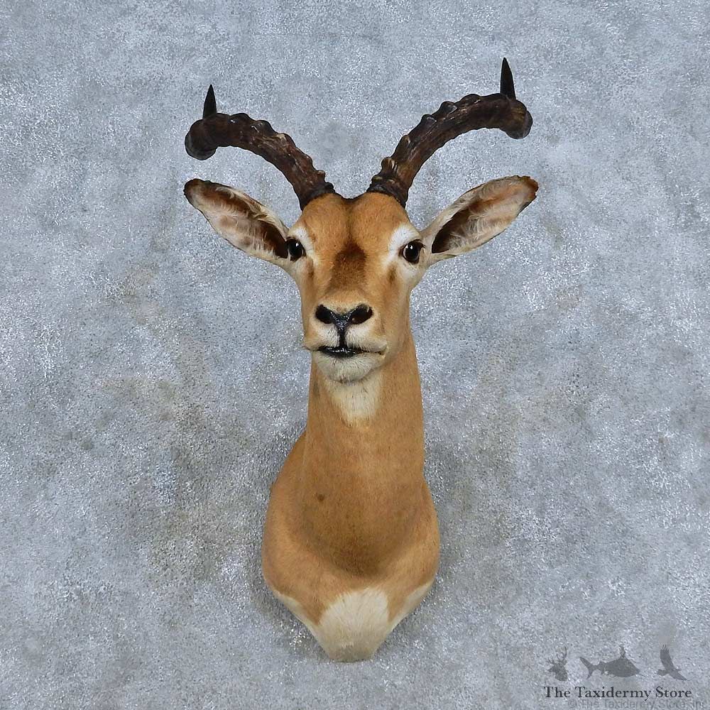 African Impala Shoulder Mount For Sale #14330 @ The Taxidermy Store