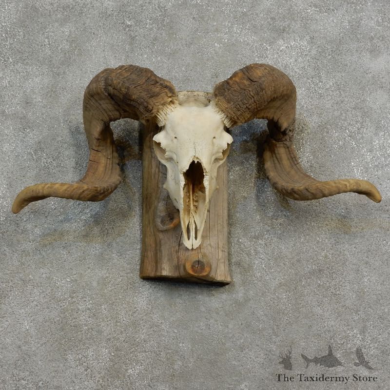 Corsican Ram Skull European Mount For Sale #17185 @ The Taxidermy Store